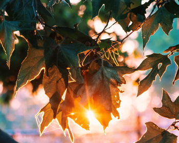 Close-up of fruits hanging on tree