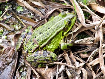 High angle view of frog on tree