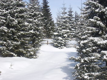 Low angle view of trees