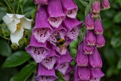 Close-up of bee on pink flowers