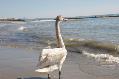 View of bird on beach
