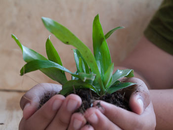 Close-up of hand holding small plant