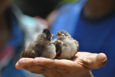 Close-up of hand holding birds