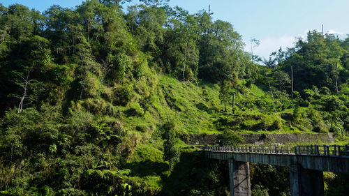 Footbridge over trees in forest against sky