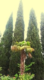 Low angle view of cactus plants against sky