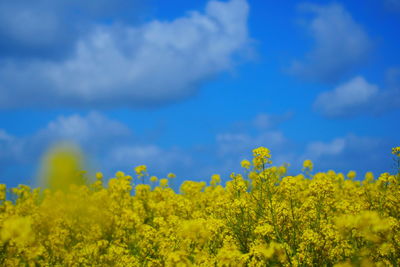 Scenic view of oilseed rape field against sky