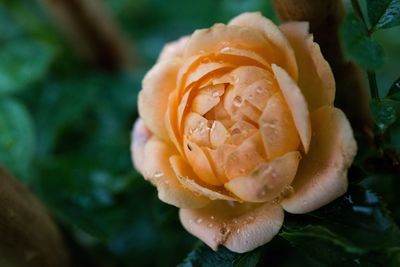 Close-up of rose flower