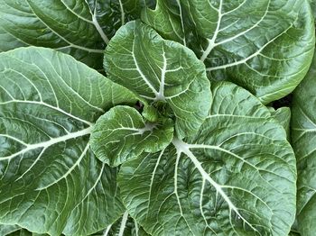 Full frame shot of green leaves