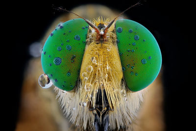 Extreme close-up of fly