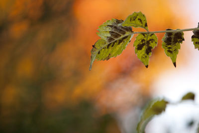 Close-up of plant growing on tree