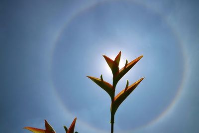 Low angle view of plant against blue sky