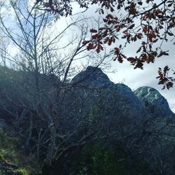 Low angle view of trees against sky