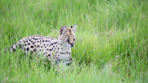 Close-up of a cat on grass