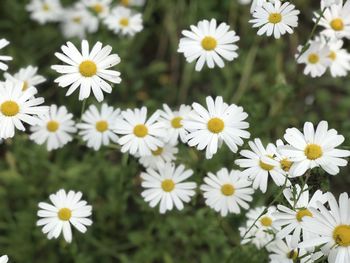 Close-up of white daisy flowers