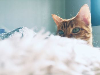 Close-up portrait of a cat