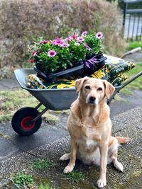 Portrait of dog standing in flower pot