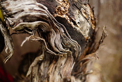 Close-up of dead tree