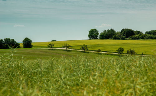 Scenic view of agricultural field against sky