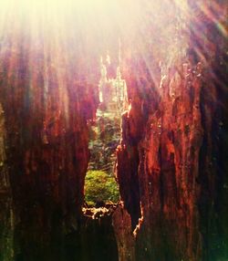 Sun shining through trees