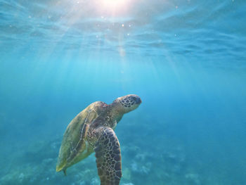Turtle swimming in sea