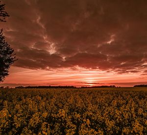 Scenic view of field against sky during sunset