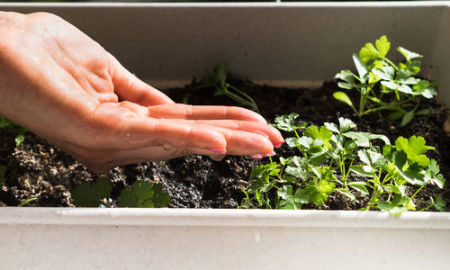 Close-up of person hand against plants