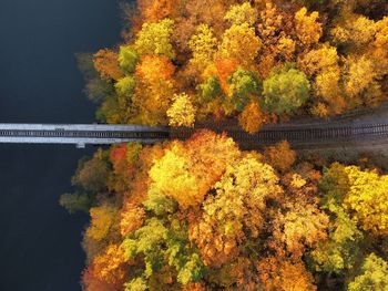 Trees and plants during autumn