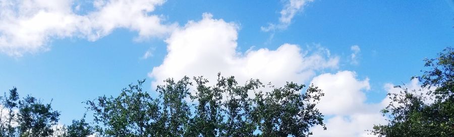 Low angle view of trees against blue sky