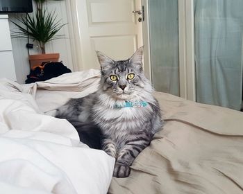 Cat sitting on bed