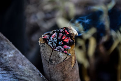 Close-up of butterfly on wood