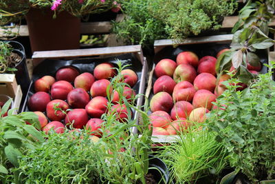 Fresh fruits for sale at market stall