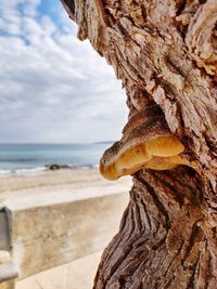 Close-up of tree trunk on beach