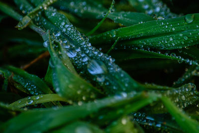 Close-up of raindrops on leaves