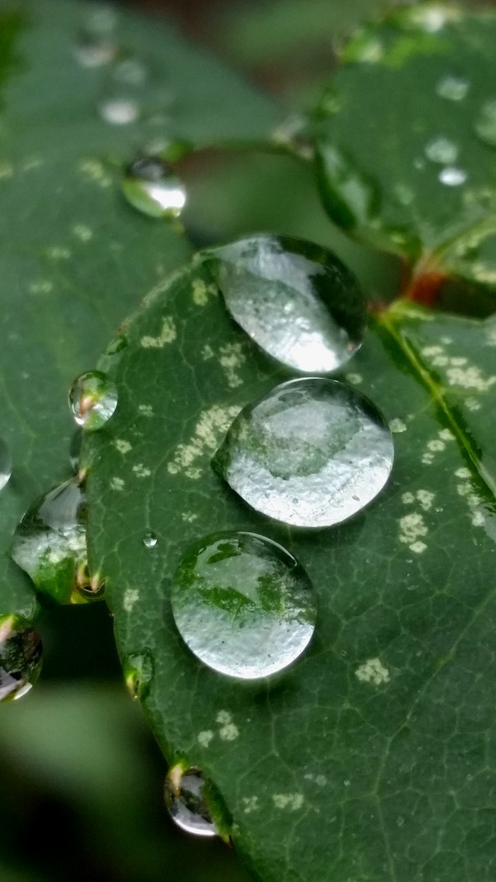 water, drop, wet, leaf, close-up, freshness, dew, growth, green color, nature, plant, fragility, beauty in nature, raindrop, focus on foreground, purity, rain, water drop, droplet, selective focus