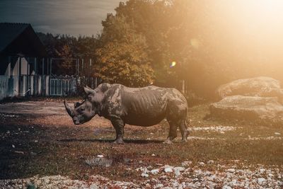 View of a horse on field