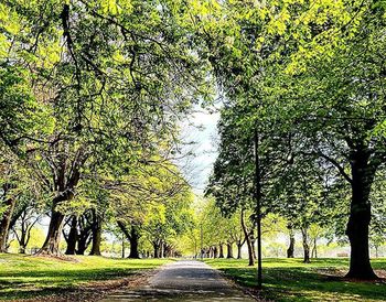 Empty road along trees