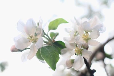 Close-up of white cherry blossom tree