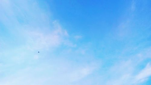 Low angle view of bird flying against blue sky