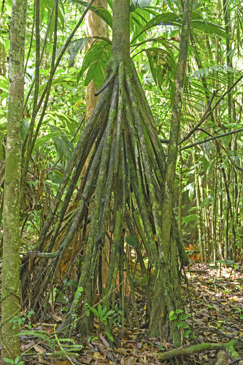 PLANTS GROWING ON TREE TRUNKS IN FOREST