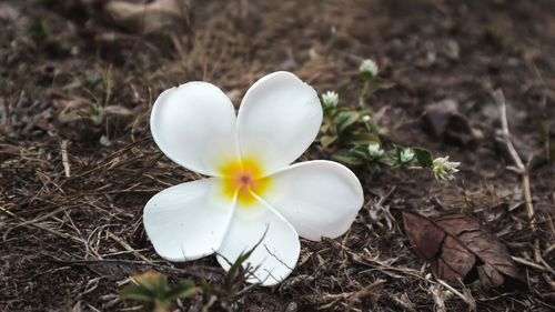 High angle view of white crocus flower on field
