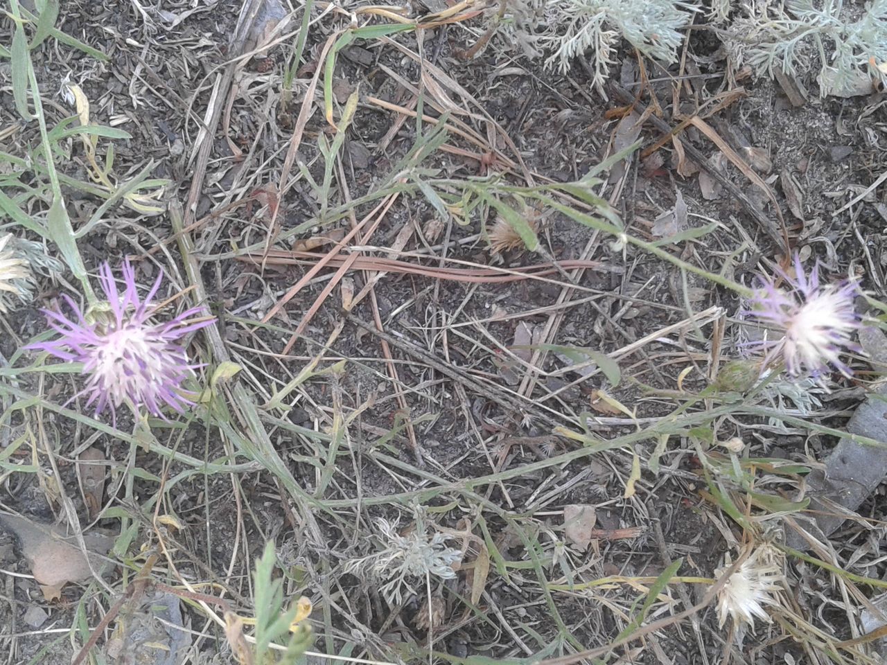 HIGH ANGLE VIEW OF FLOWERING PLANT ON FIELD