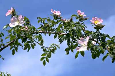 Low angle view of pink flowering plant against sky