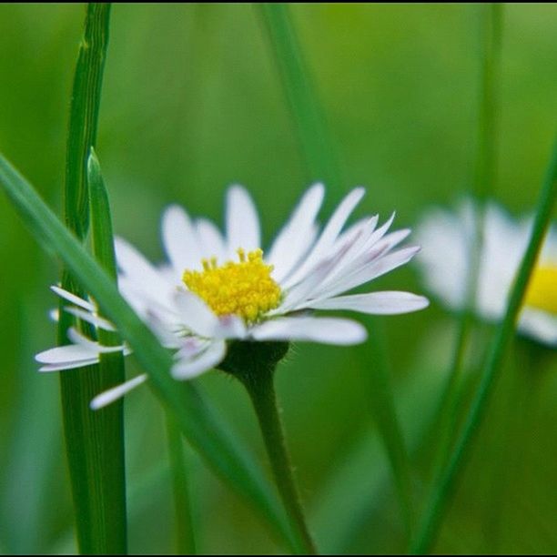 CLOSE-UP OF WHITE DAISY FLOWERS