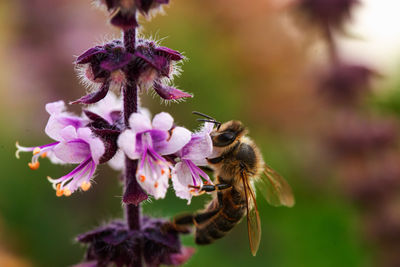 Close-up of bee pollinating on flower