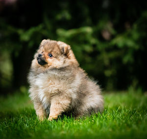 Dog looking away on field