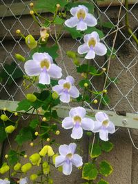 Close-up of white flowers blooming in park