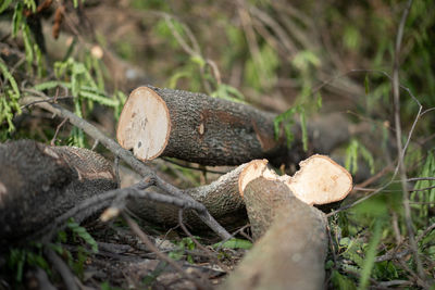 Close-up of log on tree trunk in forest