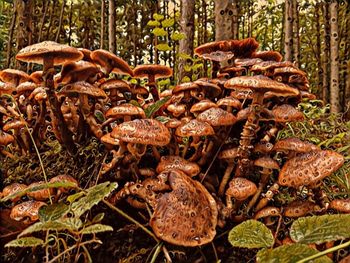 Close-up of mushrooms