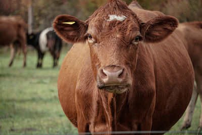 Close-up of cow standing on field