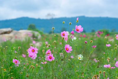 Close-up of pink cosmos flowers in field